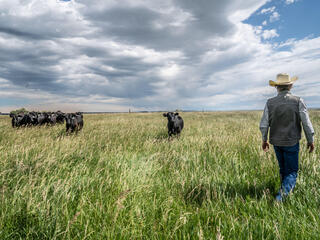 A rancher walks toward some black cows in bright green grass