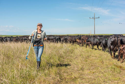A rancher working with cattle