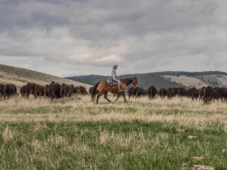 Rancher on horseback watching cattle