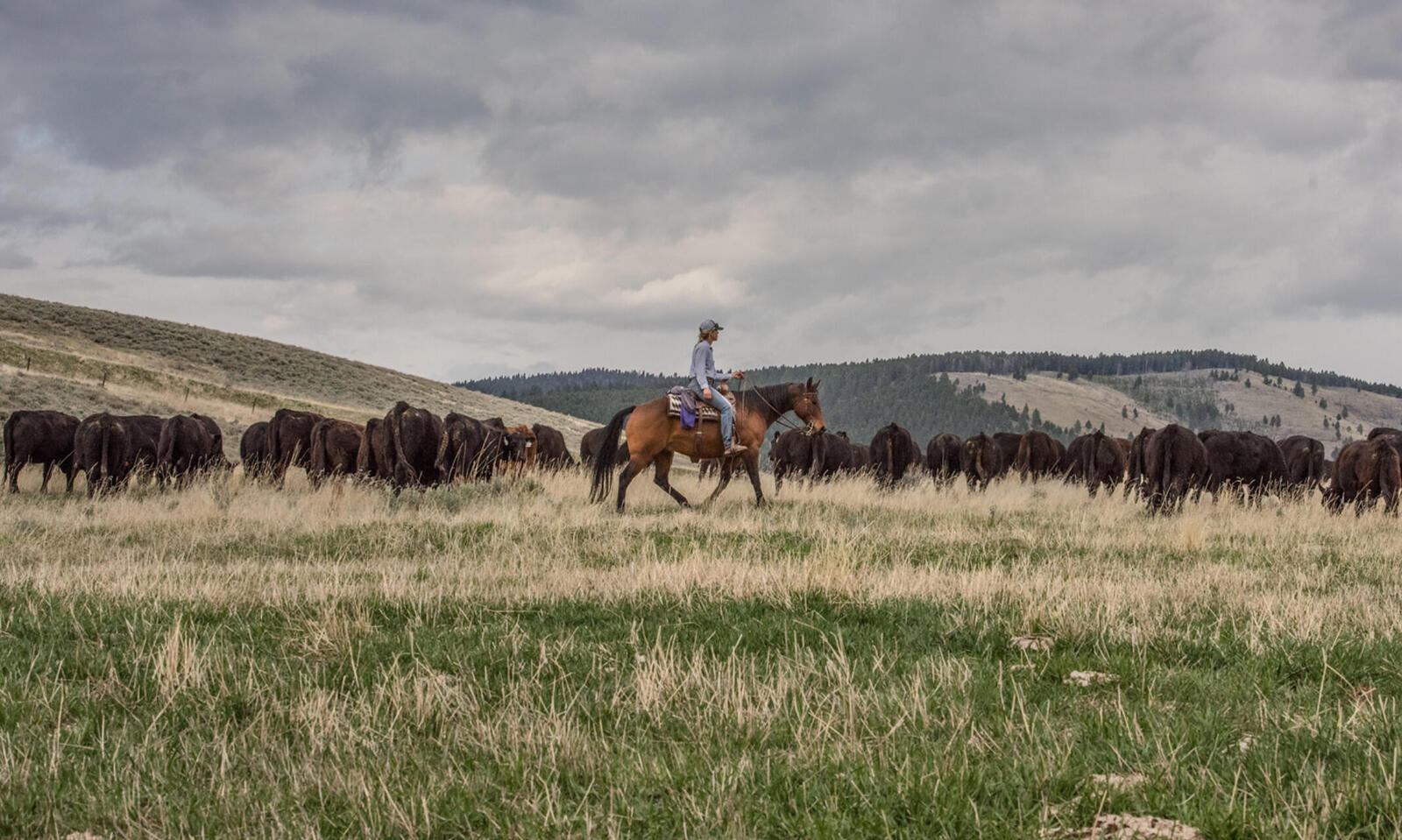 Rancher on horseback watching cattle