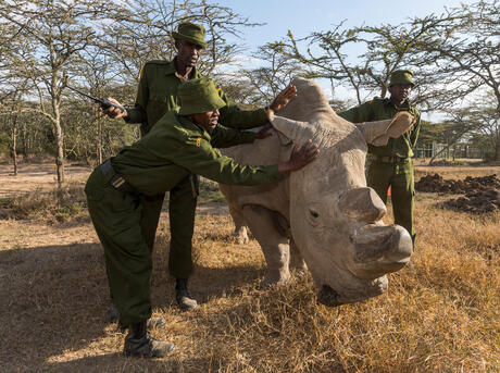 Rangers and Conservation | Initiatives | WWF