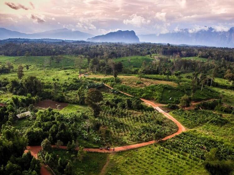 Aerial view of Rattan plantations