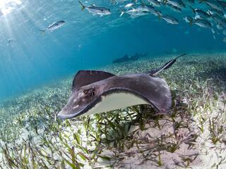 A ray swimming in Belize