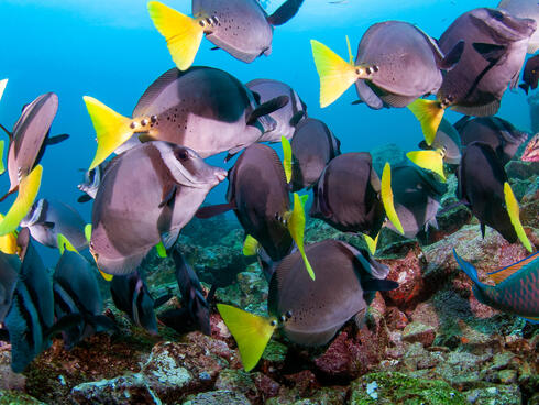 Razor surgeonfish WW289513 Antonio Busiello