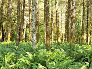 Red alders and ferns in the Quinault temperate rainforest