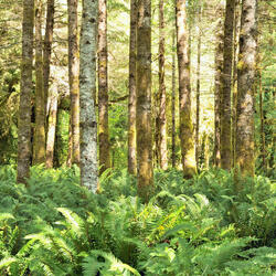 Red alders and ferns in the Quinault temperate rainforest