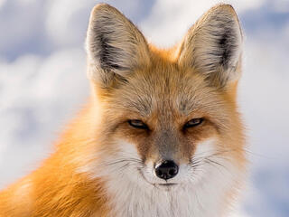 Close up of a red fox's face looking at the camera with snow in the background