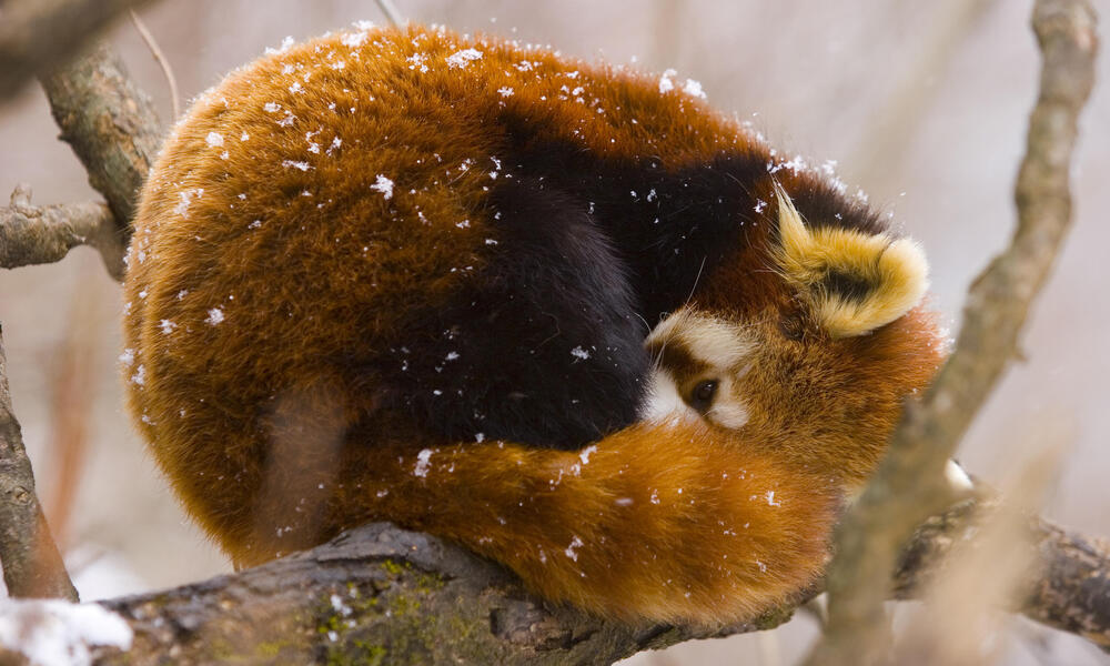 imod Elskede Milliard Where do red pandas live? And other red panda facts | Stories | WWF