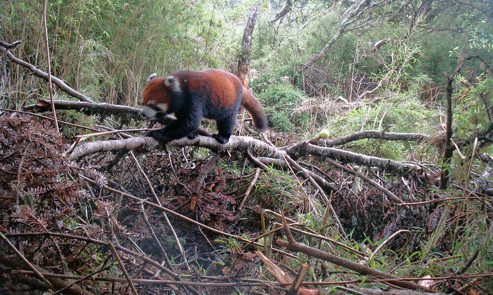 red panda habitat destruction