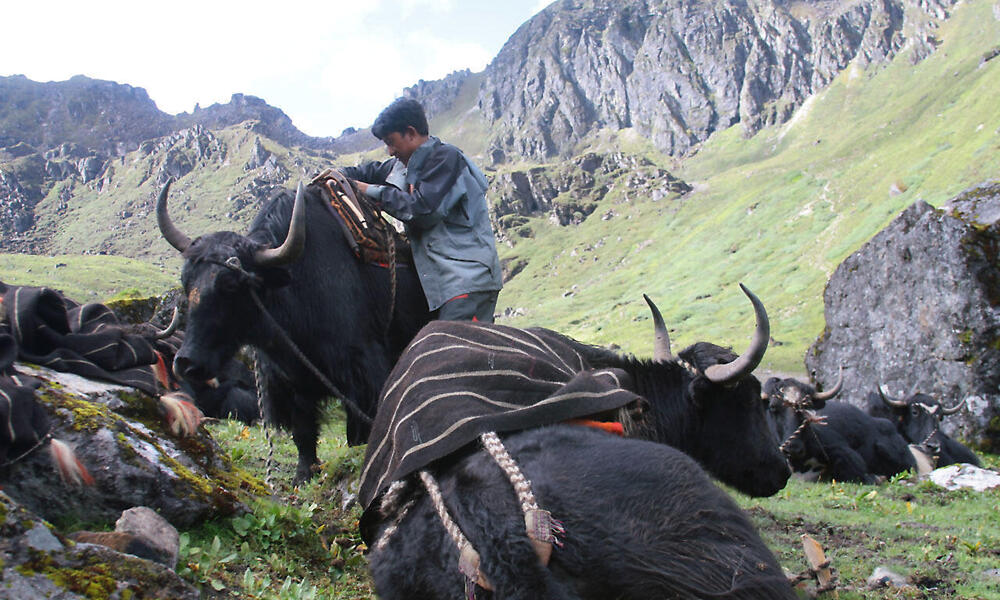 Yak herder in Bhutan getting ready to move to his winter pasture. We work with yak herders and other community groups to reduce human impact on the red panda’s fragile habitat.