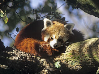 Red Panda (Allurus fulgens)