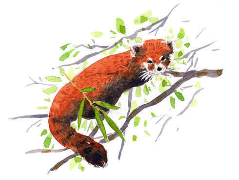 Red Panda