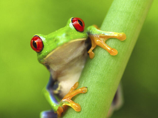 Red-eyed Tree Frog
