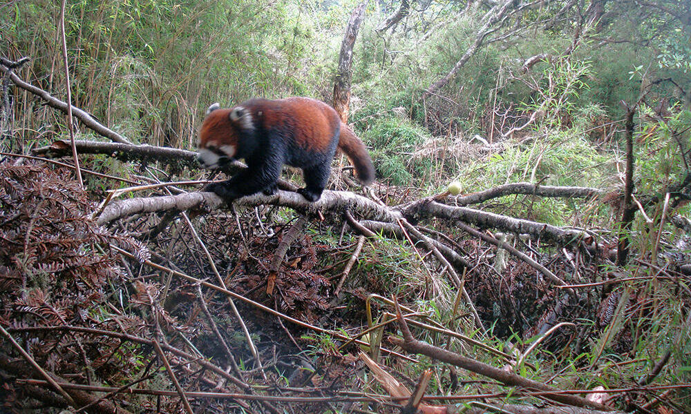 Red Panda captured in Shen Guo Zhuang NR, Sichuan, China
