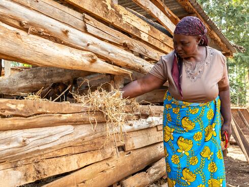 Redemptor Muutu feeds one of goats owned by the Iungani Women Group 