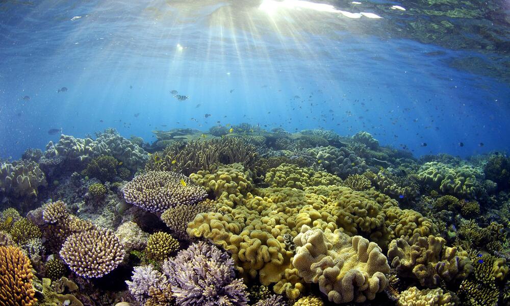 Sunlight illuminates the coral at the Great Barrier Reef, Queensland, Australia.