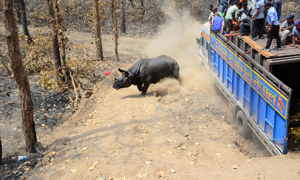 rhino is released into the wild