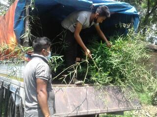 Men unload a truck full of saplings 