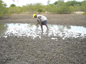 Replanting mangrove forests