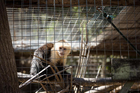 A rescued capuchin monkey in a cage.