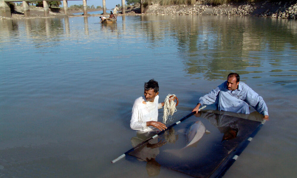 Rescuing an Indus river dolphin