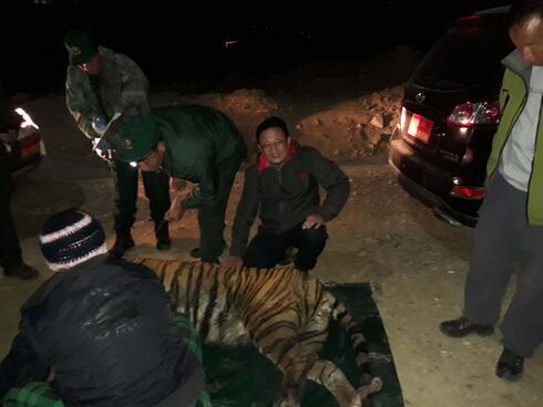 Dechen Dorji places a hand on a safely tranquilized tiger during a rescue