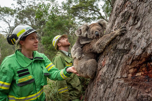 A koala mother and  joey are released by Emily Cordy (left/green clothes) - a Forest and Wildlife officer (and assisted by members from the Australian Defence Force) at Log Crossing in the Colquhoun State Forest 