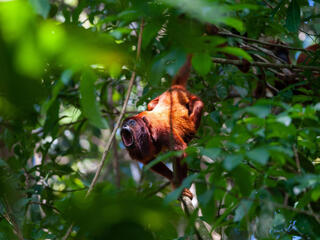 Red and brown monkey on branch in foliage with mouth wide open