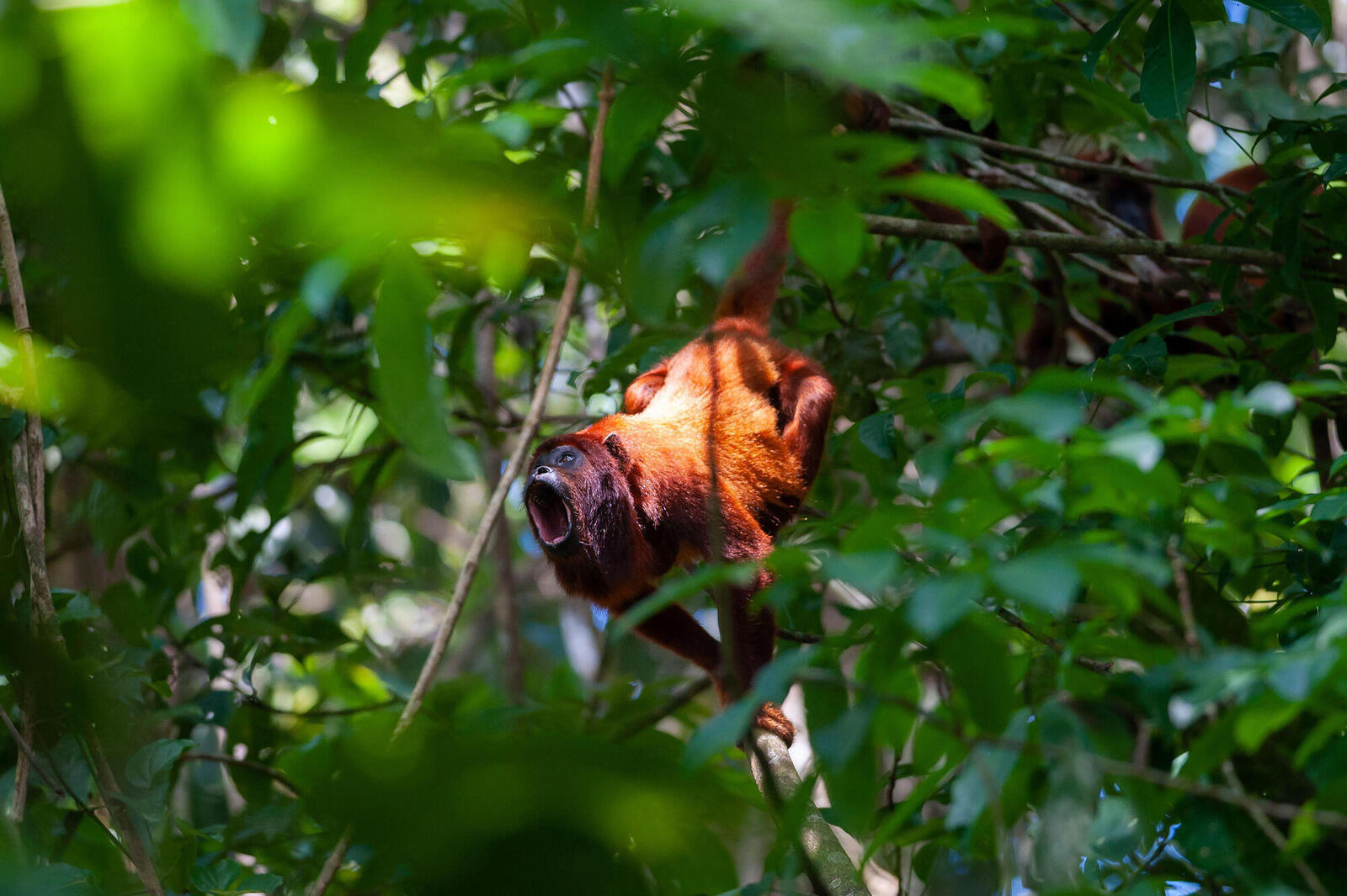 Red and brown monkey on branch in foliage with mouth wide open