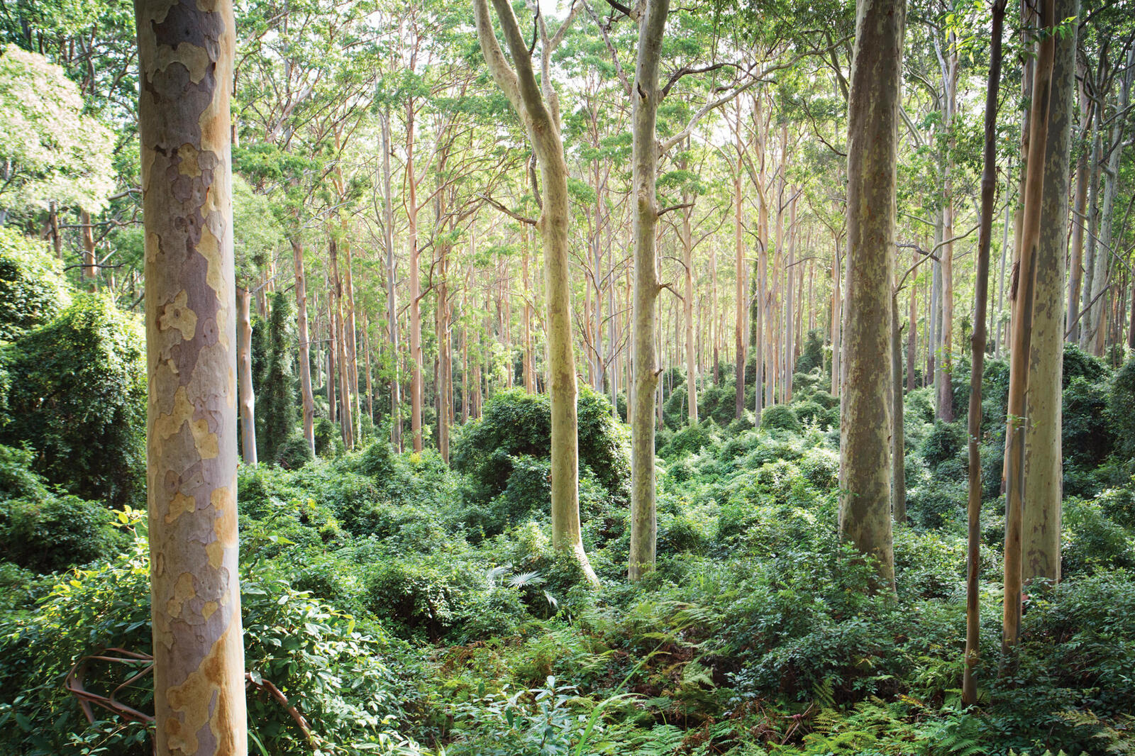 Trees in a eucalyptus forest