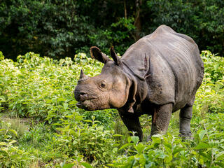 A greater one-horned rhino chews leaves in a verdant area of Nepal