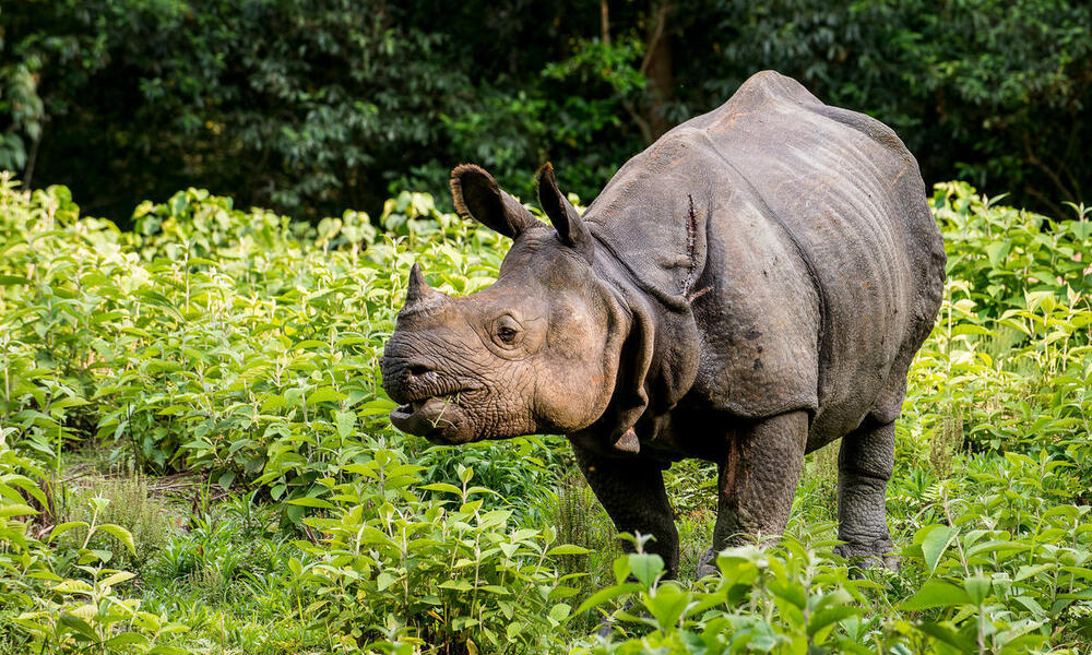 A greater one-horned rhino chews leaves in a verdant area of Nepal