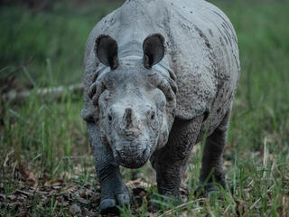 A rhino in Nepal looks directly at the camera on green grass