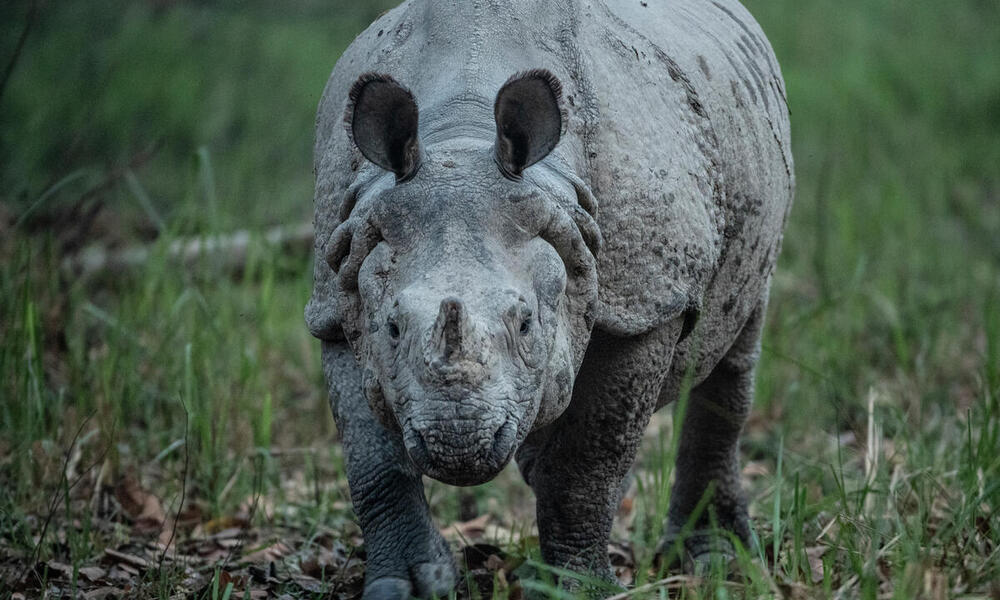A rhino in Nepal looks directly at the camera on green grass