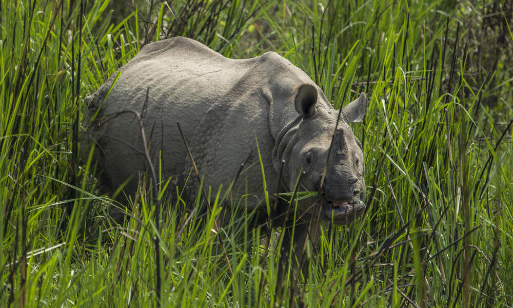 rhino in grass