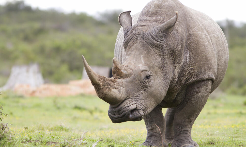 Value rhino horns Antique rhino