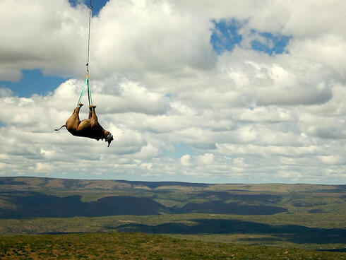 A tranquilized black rhino is suspended from a helicopter in the Eastern Cape province, South Africa