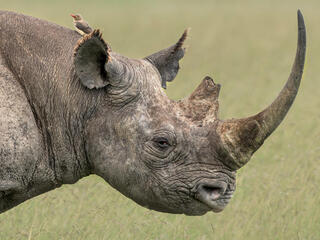 A black rhino in profile