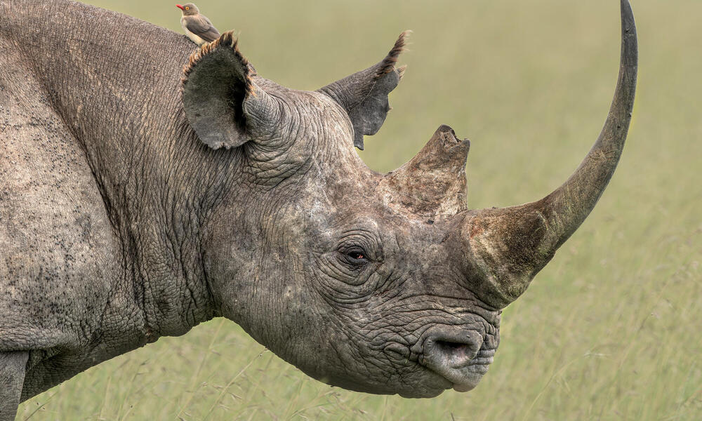 A black rhino in profile