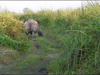 rhino and calf walk in Manas