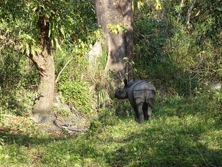 A lone rhino standing in the forest looking back at camera