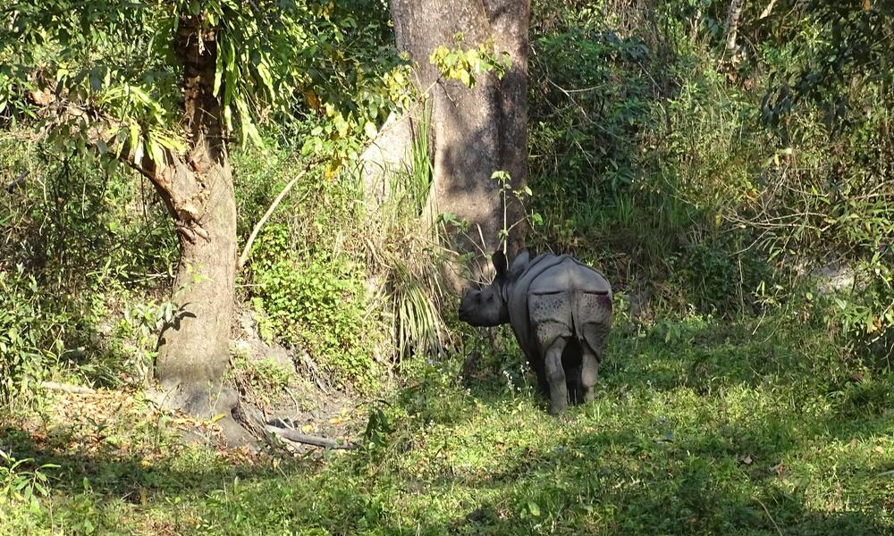 Manas National Park, Assam: A guide to Safari, Timings & Wildlife - Explore  with Ecokats