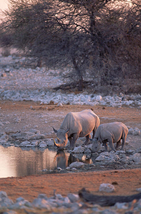 Two black rhinos at a watering hole