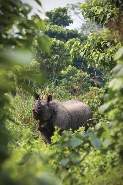 Rhino in Nepal's Bardia National Park