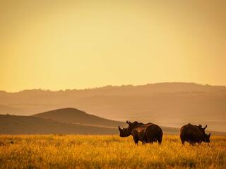 Rhinos at sunrise
