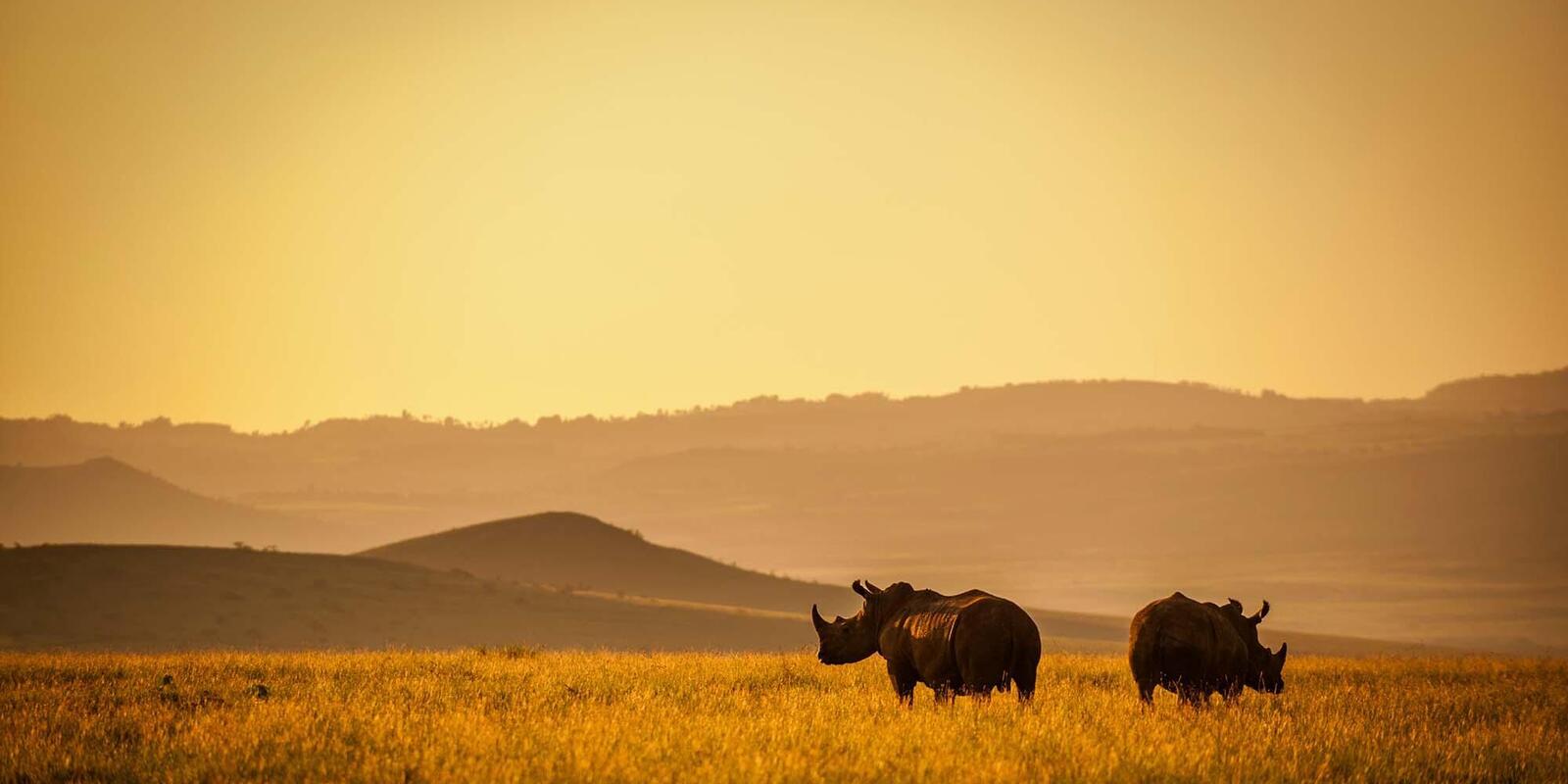 Rhino poaching in South Africa: Hope gets her face back – Saving The  Survivors