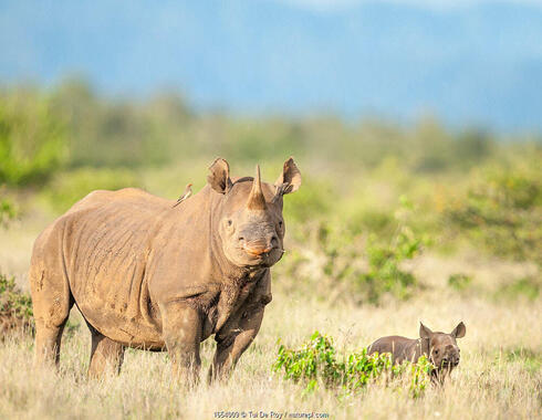 Rhino and calf in savanna sunshine