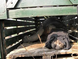 Rhino with its face covered lays down as it is being translocated to another national park in India