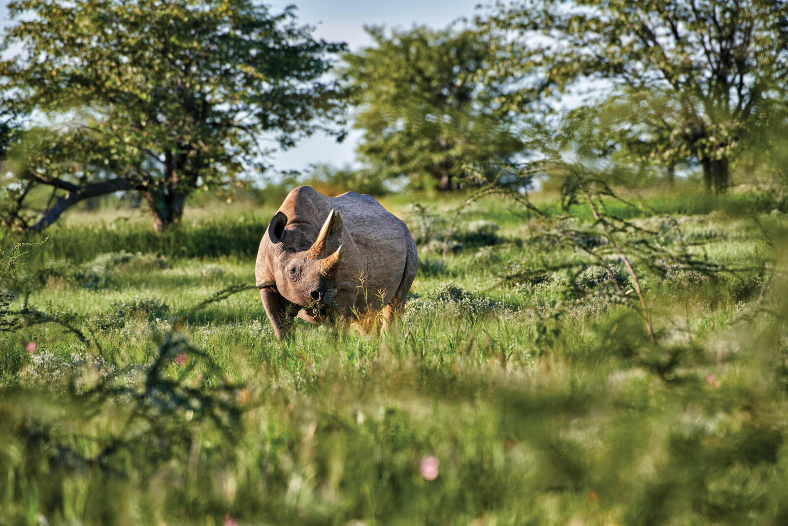 Rhino surrounded by vegetation