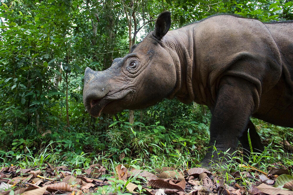 Preparing for A Rhino Rescue Mission — Sumatran Rhino Alliance